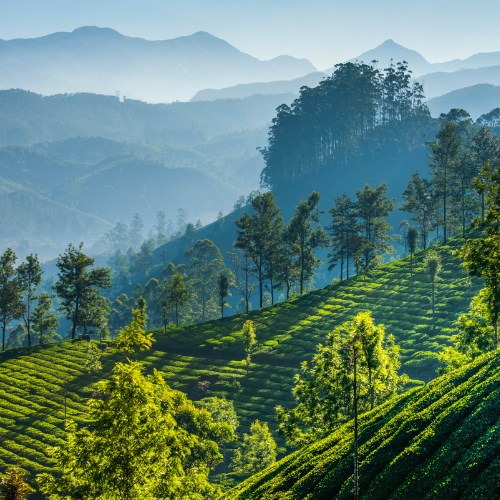 2021 Climate Check: Business’ Views on Environmental Sustainability