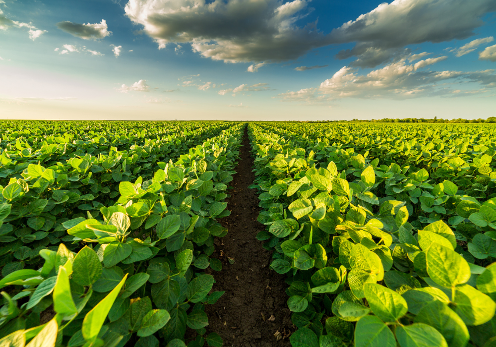 The urgent need to address nature loss implications for agriculture and beyond