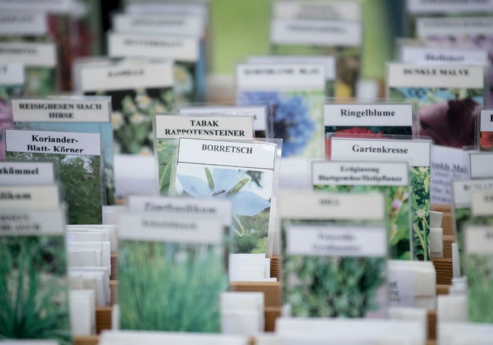 Biodiveritsy in plants
