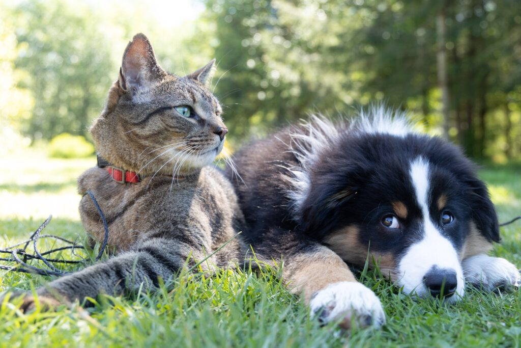 Cats & Dogs in Australian Households